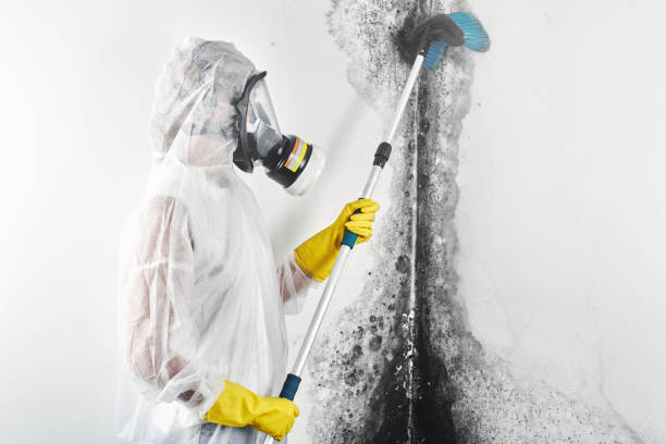 Best Basement Mold Removal  in Benton Harbor, MI