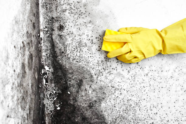 Best Forensic Mold Investigation  in Benton Harbor, MI