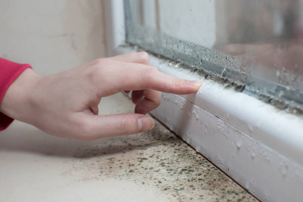 Forensic Mold Investigation in Benton Harbor, MI