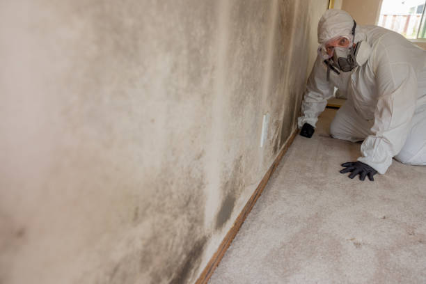Best HVAC Mold Inspection and Cleaning  in Benton Harbor, MI