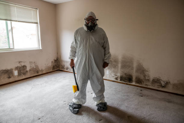 Environmental Consulting for Mold Prevention in Benton Harbor, MI